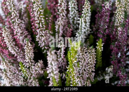 Heidekraut (Calluna vulgaris) oder Erica gracilis aus nächster Nähe, mehrfarbige Herbstblumen der Saison Stockfoto