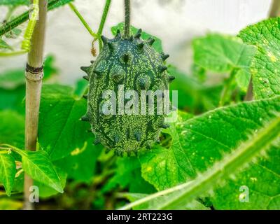 Kiwano, Horngurke Stockfoto