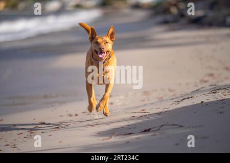 Tan kelpie Dog am Strand in australien im Sommer Stockfoto