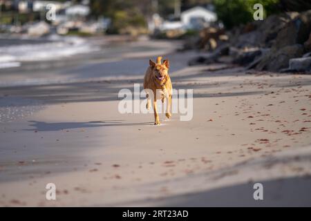 Tan kelpie Dog am Strand in australien im Sommer Stockfoto