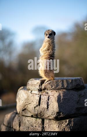 Kopenhagen, Dänemark, 4. Januar 2020: Ein Suricat auf einem Felsen im Freiland des Kopenhagener Zoos Stockfoto