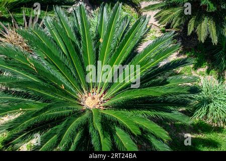 Cycas revoluta oder die Sago Palm. Evergreen-Pflanze aus der Familie der Cycad Stockfoto