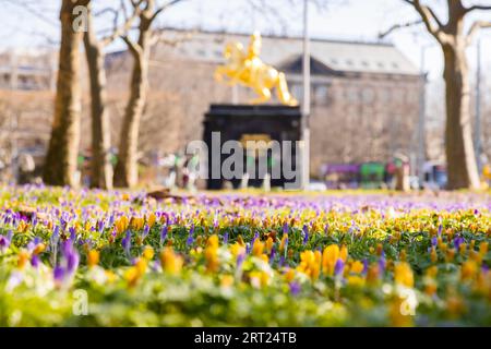 Der Sonnenschein zieht viele Dresdener im Freien an. Alle hoffen auf eine Lockerung der Crona-Maßnahmen. Blühende Krokusse am Neustaedter Markt Stockfoto