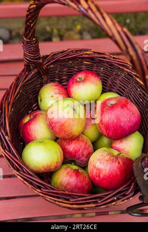 Der Jakob-Fischer, auch Schoener vom Oberland genannt, ist eine Sorte des Apfels Stockfoto