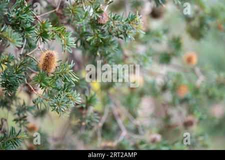 australische einheimische gelbe banksia blüht im Busch in australien Stockfoto