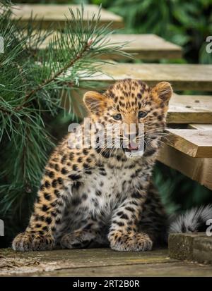 Das einzige überlebende, vom Aussterben bedrohte Amur Leopard-Jungtier, das in diesem Jahr in Europa geboren wurde, unternimmt seine ersten Schritte in sein Reservat im Yorkshire Wildlife Park in Doncaster. Bilddatum: Sonntag, 10. September 2023. Stockfoto