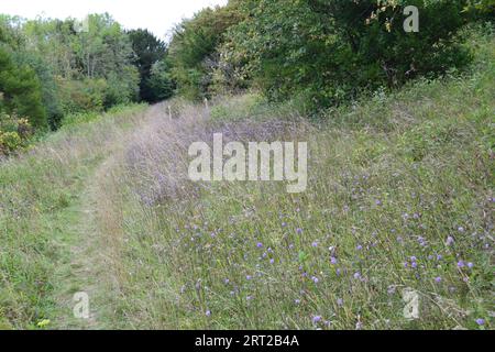 Gräser auf dem White Hill, einem Hügel östlich von Shoreham, Kent, mit Teufeln, die im Spätsommer gruselig sind, und vielen Wildblumen und Insekten Stockfoto