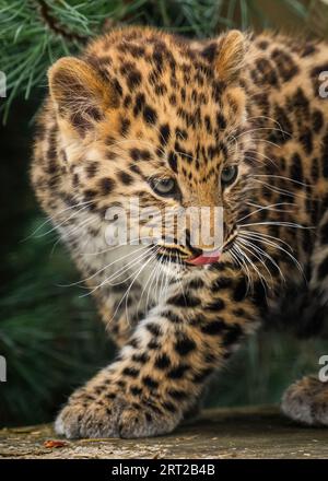 Das einzige überlebende, vom Aussterben bedrohte Amur Leopard-Jungtier, das in diesem Jahr in Europa geboren wurde, unternimmt seine ersten Schritte in sein Reservat im Yorkshire Wildlife Park in Doncaster. Bilddatum: Sonntag, 10. September 2023. Stockfoto