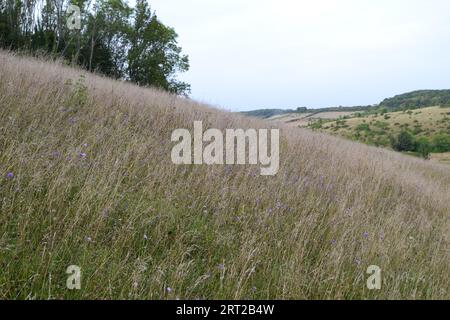 Gräser auf einem Hügel in der Nähe von Shoreham, Kent, mit Teufeln übersät, die im Spätsommer etwas skabiös waren. Austin Spring Hill in der Nähe von Romney Street Weiler, östlich von Shoreh Stockfoto