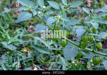 Grüne Erdkirsche (Physalis alkekengi), bekannt als Ceplukan oder Ciplukan, Blasenkirsche, chinesische Laterne, japanische Laterne. Stockfoto