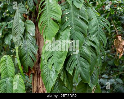 Grüne Weinblätter, Epipremnum pinnatum, Wandtextur im Wald für natürlichen Hintergrund und Tapete. Stockfoto