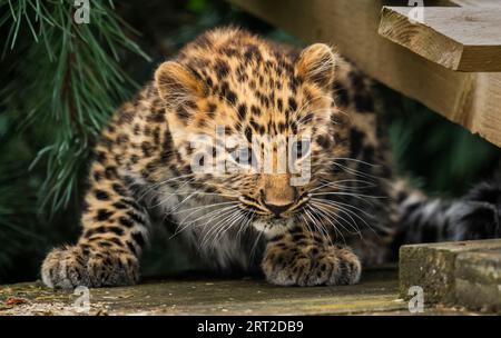 Das einzige überlebende, vom Aussterben bedrohte Amur Leopard-Jungtier, das in diesem Jahr in Europa geboren wurde, unternimmt seine ersten Schritte in sein Reservat im Yorkshire Wildlife Park in Doncaster. Bilddatum: Sonntag, 10. September 2023. Stockfoto