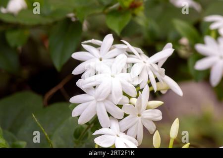 Weiße Krepp-Jasminblüten (Tabernaemontana divaricata), flacher Fokus Stockfoto