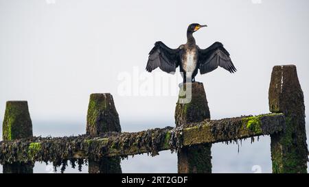 Great Cormorant, Phalacrocorax Carbo, Vogel trocknet seine Flügel bei Tagesanbruch Stockfoto