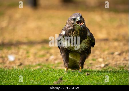 Porträt eines braunen Raubvogels Stockfoto
