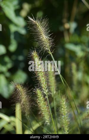 Pennisetum 'Hamelin' Gras in einem Topf in einem kleinen städtischen Garten Stockfoto