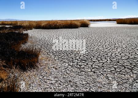 Titicacasee, BOLIVIEN; 9. September 2023: Totes und verbranntes Totoraböhr am teilweise ausgetrockneten Ufer des inneren Sees / Huiñay Marka (der kleinere Teil des Titicacasees) bei Puerto Guaqui. Während der Trockenzeit verbrennen die Einheimischen regelmäßig das alte Schilf, um neues Wachstum zu fördern. Die Asche vermischt sich mit dem Schlamm, wenn der Wasserstand mit der Regenzeit steigt. In der normalen Trockenzeit hätte dieser Teil des Ufers normalerweise noch Wasser und lebende Schilfbetten anstatt ausgetrockneten Schlamm. Die Wasserstände im Titicacasee nähern sich dem Rekordtief von 1996... Stockfoto