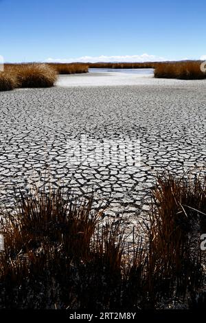Titicacasee, BOLIVIEN; 9. September 2023: Totes und verbranntes Totoraböhr am teilweise ausgetrockneten Ufer des inneren Sees / Huiñay Marka (der kleinere Teil des Titicacasees) bei Puerto Guaqui. Während der Trockenzeit verbrennen die Einheimischen regelmäßig das alte Schilf, um neues Wachstum zu fördern. Die Asche vermischt sich mit dem Schlamm, wenn der Wasserstand mit der Regenzeit steigt. In der normalen Trockenzeit hätte dieser Teil des Ufers normalerweise noch Wasser und lebende Schilfbetten anstatt ausgetrockneten Schlamm. Die Wasserstände im Titicacasee nähern sich dem Rekordtief von 1996... Stockfoto