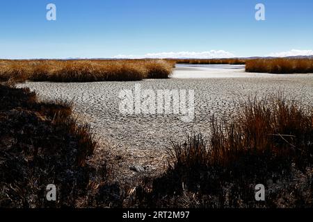 Titicacasee, BOLIVIEN; 9. September 2023: Totes und verbranntes Totoraböhr am teilweise ausgetrockneten Ufer des inneren Sees / Huiñay Marka (der kleinere Teil des Titicacasees) bei Puerto Guaqui. Während der Trockenzeit verbrennen die Einheimischen regelmäßig das alte Schilf, um neues Wachstum zu fördern. Die Asche vermischt sich mit dem Schlamm, wenn der Wasserstand mit der Regenzeit steigt. In der normalen Trockenzeit hätte dieser Teil des Ufers normalerweise noch Wasser und lebende Schilfbetten anstatt ausgetrockneten Schlamm. Die Wasserstände im Titicacasee nähern sich dem Rekordtief von 1996... Stockfoto