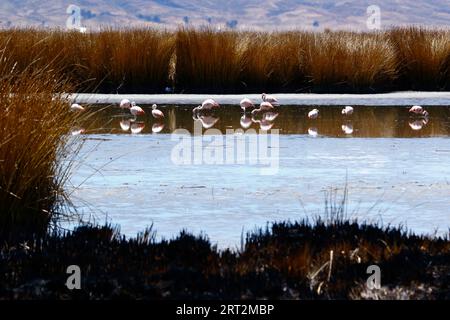 Titicacasee, BOLIVIEN; 9. September 2023: Chilenische Flamingos (Phoenicopterus chilensis) fressen neben Schilfbeeten im Inneren See / Huiñay Marka (der kleinere Teil des Titicacasees) bei Puerto Guaqui. Im Hintergrund befinden sich die schneebedeckten Gipfel der Cordillera Real Mountains. Im Vordergrund wurden die alten toten Tortora-Schilf von den Einheimischen verbrannt, ein regelmäßiges praktisches Mittel während der Trockenzeit, um neues Wachstum zu fördern; die Asche vermischt sich mit dem Schlamm, während der Wasserstand mit der Regenzeit steigt. In der normalen Trockenzeit war dieser Teil des Ufers voll von Wasser, ohne dass der Vordergrundschlamm ausgeworfen wurde. Stockfoto