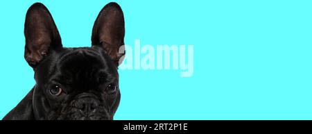 Bild eines süßen französischen Bulldoggen, der sich schüchtern fühlt, bei einem Fotoshooting mit Tiermotiv Stockfoto