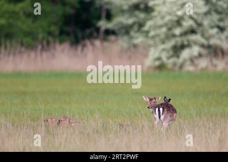 Ein gewöhnlicher Stern (Sturnus vulgaris) sitzt im Frühjahr auf einem Damhirsch (Dama dama) auf einer Wiese im Naturschutzgebiet Moenchbruch bei Frankfurt Stockfoto