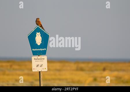 Ein gemeiner Dorn (Falco tinnunculus) sitzt auf einem Nationalparkschild an den Salzwiesen auf der ostfriesischen Nordseeinsel Juist Stockfoto