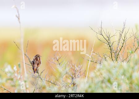 Reed Bunting (Emberiza schoeniclus) auf Juist, Ostfriesische Inseln, Deutschland Stockfoto