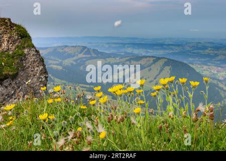 Blick vom Hochgrat bei Oberstaufen in Allgaeu, Bayern, Deutschland Stockfoto