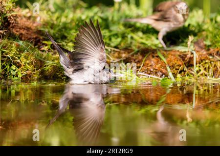 Blackcap (Sylvia atricapilla) sitzt im Frühjahr am Ufer eines Teiches Stockfoto