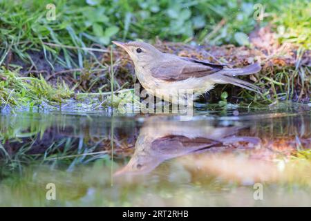 Im Frühjahr sitzt der Sumpf-Zwerg (Acrocephalus palustris) am Ufer eines Teiches Stockfoto