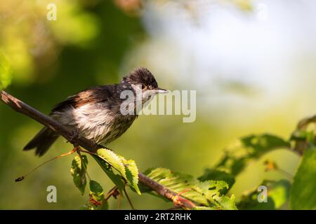 Blackcap (Sylvia atricapilla) sitzt im Frühling im Busch Stockfoto