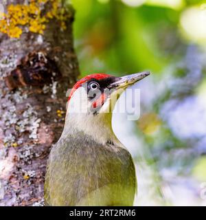 Europäischer Grünspecht (Picus viridis) sitzt im Frühjahr auf einem Baumstamm Stockfoto