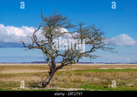 Die Insel Ummanz, Rügen, die auf dem Kubitzer und Schaproder Bodden liegt, ist schließlich die viertgrößte Insel in Mecklenburg-Vorpommern mit Stockfoto