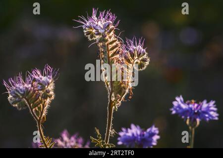 Die tansy (phacelia), auch Tussock Beauty (Phacelia) genannt, ist eine Pflanzenart aus der Gattung der Laubblattpflanzen. Das ist wichtig Stockfoto