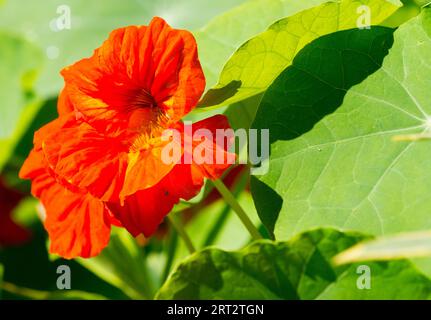 Tropaeolum majus, der Garten Kapuzinerkresse mit scheibenförmigen Blättern und leuchtend gelben, orangen oder roten Blüten. Stockfoto