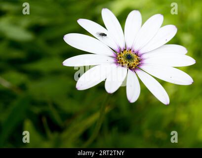 Osteospermum, „Lady Leitrim“. Ein subtiler femininer Rosaton mit seinen leuchtend weißen Blütenblättern. Stockfoto