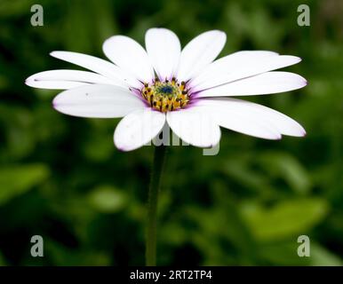Osteospermum, „Lady Leitrim“. Ein subtiler femininer Rosaton mit seinen leuchtend weißen Blütenblättern. Stockfoto