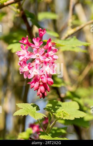 Johannisbeerblut mit knallroten Blüten Stockfoto