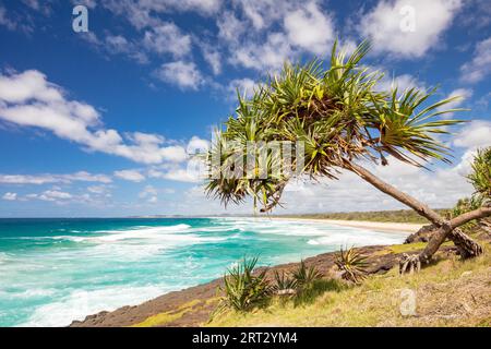 Die idyllische Dreamtime Beach in der Nähe von Fingal Kopf in New South Wales, Australien Stockfoto