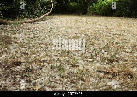 Flauschige, baumwollartige Samen von weiblichen Katzenvögeln des Weißen Pappelbaums (Populus alba) in Surrey England Stockfoto