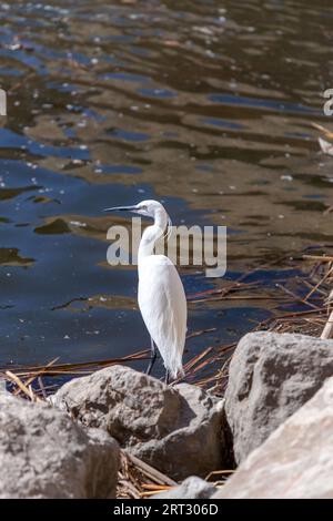 Einzelne verschneite Ehrenjagd am Ebro River in Saragoza, Aragon, Spanien. Stockfoto