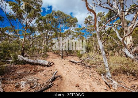 Das beliebte touristische Wahrzeichen der Werribee-Schlucht. Dies ist der Centenary Track, der auf den Gipfel des James Whyte Island Reserve aufsteigt Stockfoto