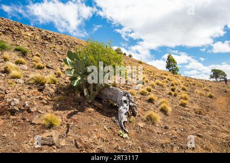 Das beliebte touristische Wahrzeichen der Werribee-Schlucht. Dies ist der Centenary Track, der auf den Gipfel des James Whyte Island Reserve aufsteigt Stockfoto