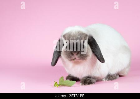 Ein wunderschönes Mini-Lop-Kaninchen vor einem isolierten Hintergrund Stockfoto