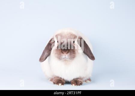 Ein wunderschönes Mini-Lop-Kaninchen vor einem isolierten Hintergrund Stockfoto