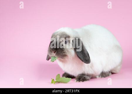 Ein wunderschönes Mini-Lop-Kaninchen, das ein Gras vor einem isolierten Hintergrund isst Stockfoto