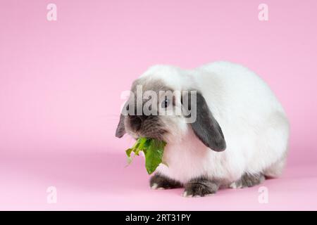 Ein wunderschönes Mini-Lop-Kaninchen, das ein Gras vor einem isolierten Hintergrund isst Stockfoto
