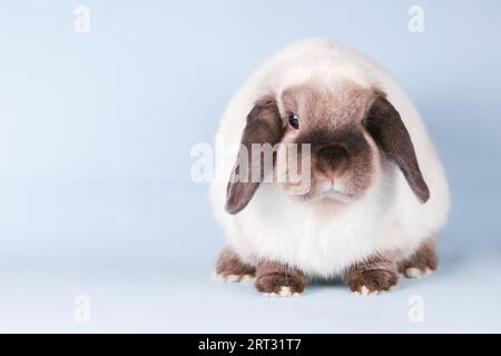Ein wunderschönes Mini-Lop-Kaninchen vor einem isolierten Hintergrund Stockfoto
