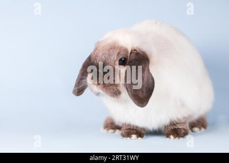 Ein wunderschönes Mini-Lop-Kaninchen vor einem isolierten Hintergrund Stockfoto